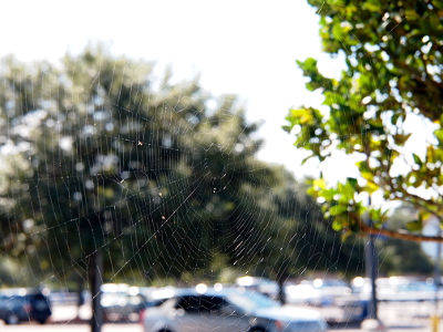 [A web seemingly in the middle of the air. There is a tree on the right and a tree and a car in the background.]